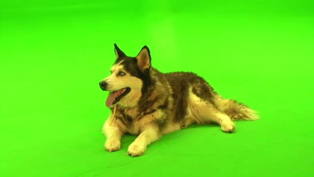 dog green screen keying video