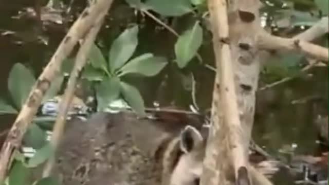 Credit to KLR Productions on YT and Tik Tok