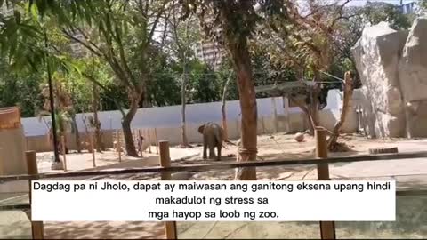 Kumusta na kaya angManila Zoo matapos angrenovation?