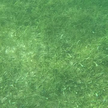 Snorkeling Adventures Philippines. A lot of fish in the shallow grassy area