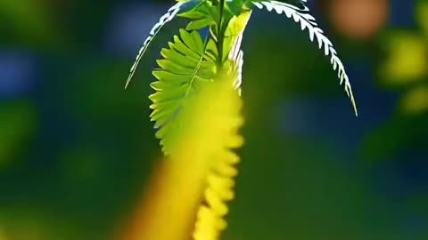 Leaf 🌿 dance