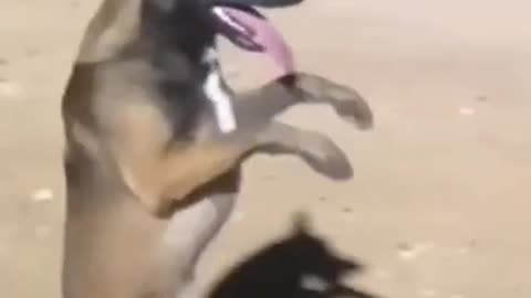 Dog funny dance