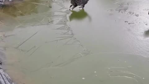 Cats vs ice