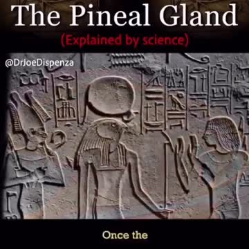 The pineal gland.