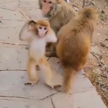 monkey dance, wildlife animals ,dance animals videos