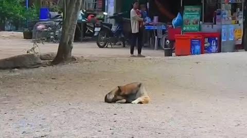 pranks on Dogs with fake Tiger and Lion