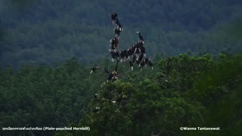 Northeast India, Hornbill, Nature of Northeast