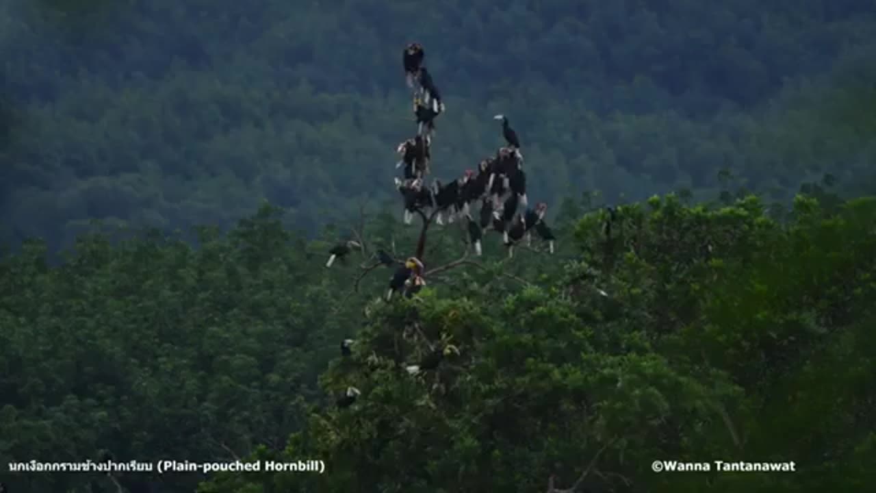 Northeast India, Hornbill, Nature of Northeast