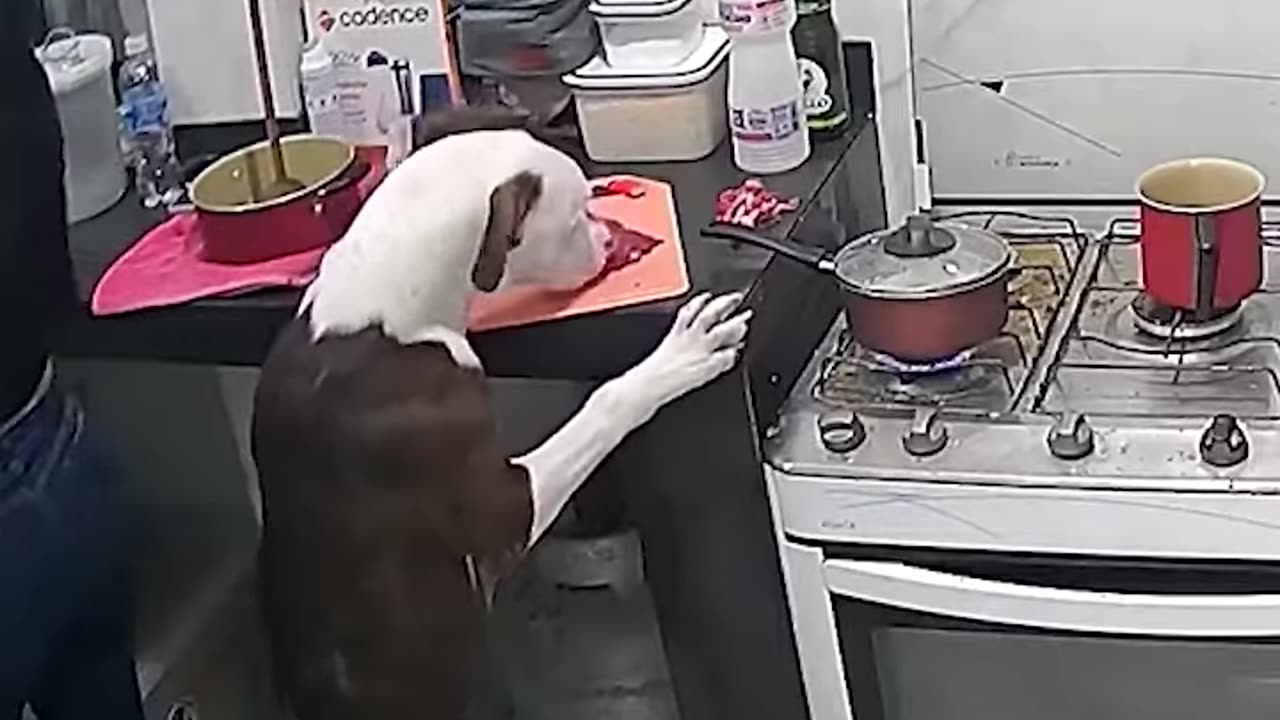 Dog Downs Meat While Back is Turned
