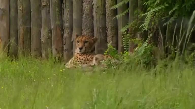 Seven new cheetahs at German zoo