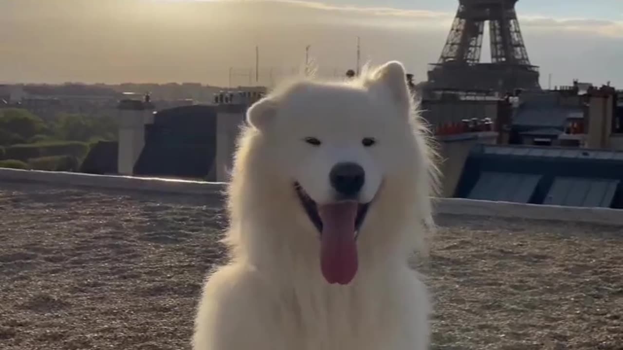 This pup knows how to have fun, and they do it with an infectious joy and enthusiasm! 🐶🎉😁