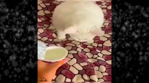 New Funny Videos 2024 😍 Funniest Cats & Dogs Videos🐶😹 Part 06