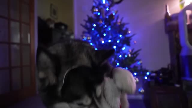 As pessoas mais poderosas do mundo dos cães têm essa característica em comum