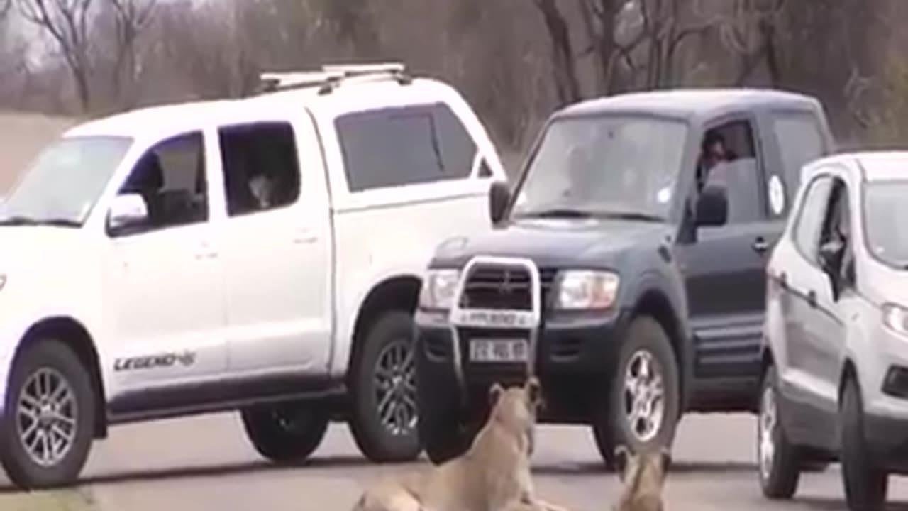 Forest Safari