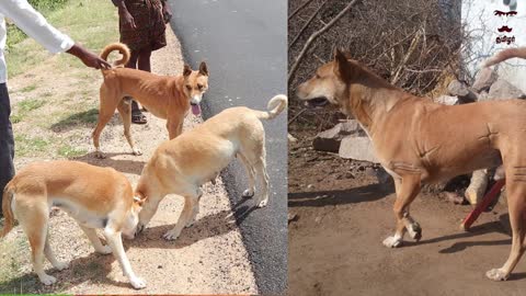 Pandikona Dog Facts in English Indian Dog Breed Best Dog Tamizhar Dharavi