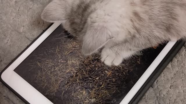 Cats are getting good at playing iPad games