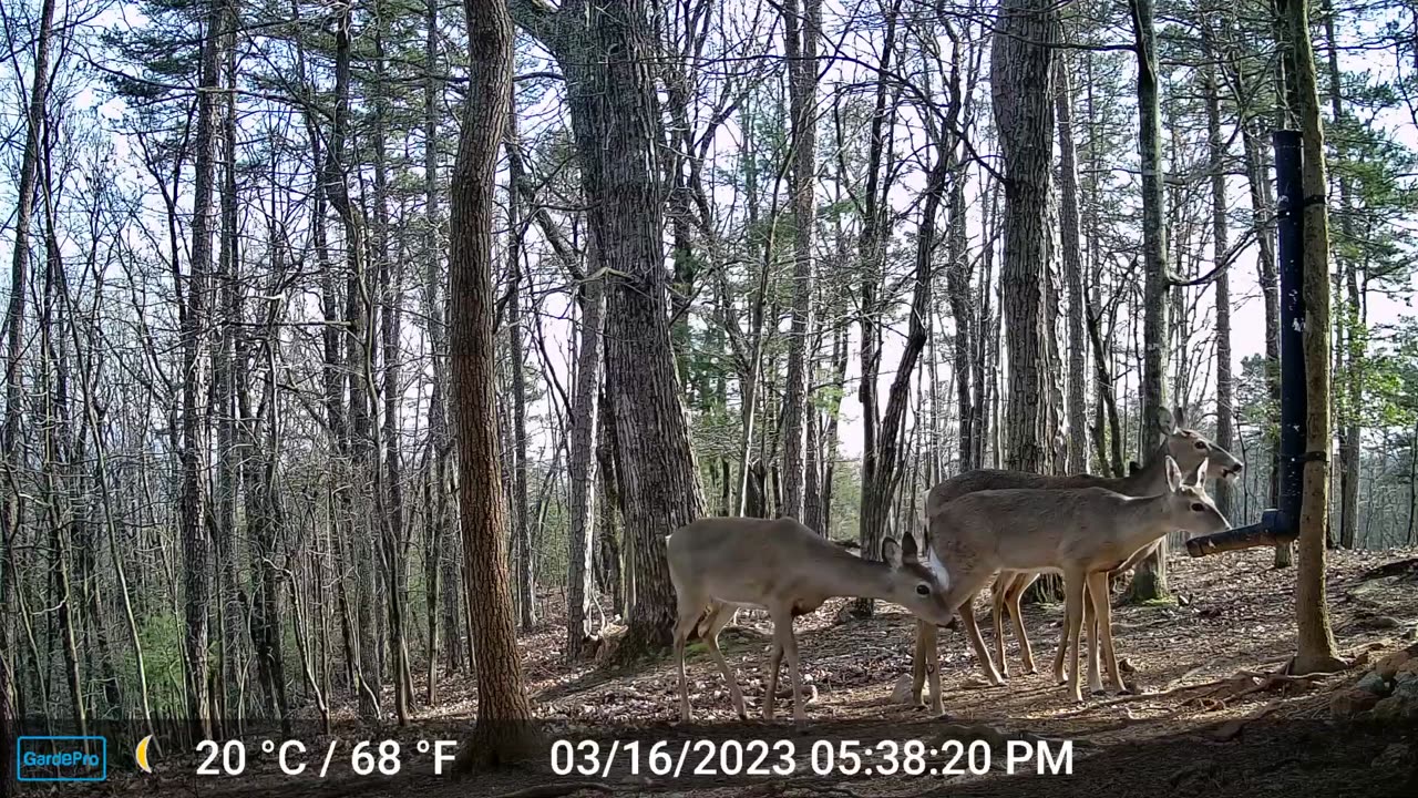 The Woods – 03/17/2023