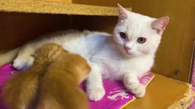 Great dad cat helps mother cat take care of kittens