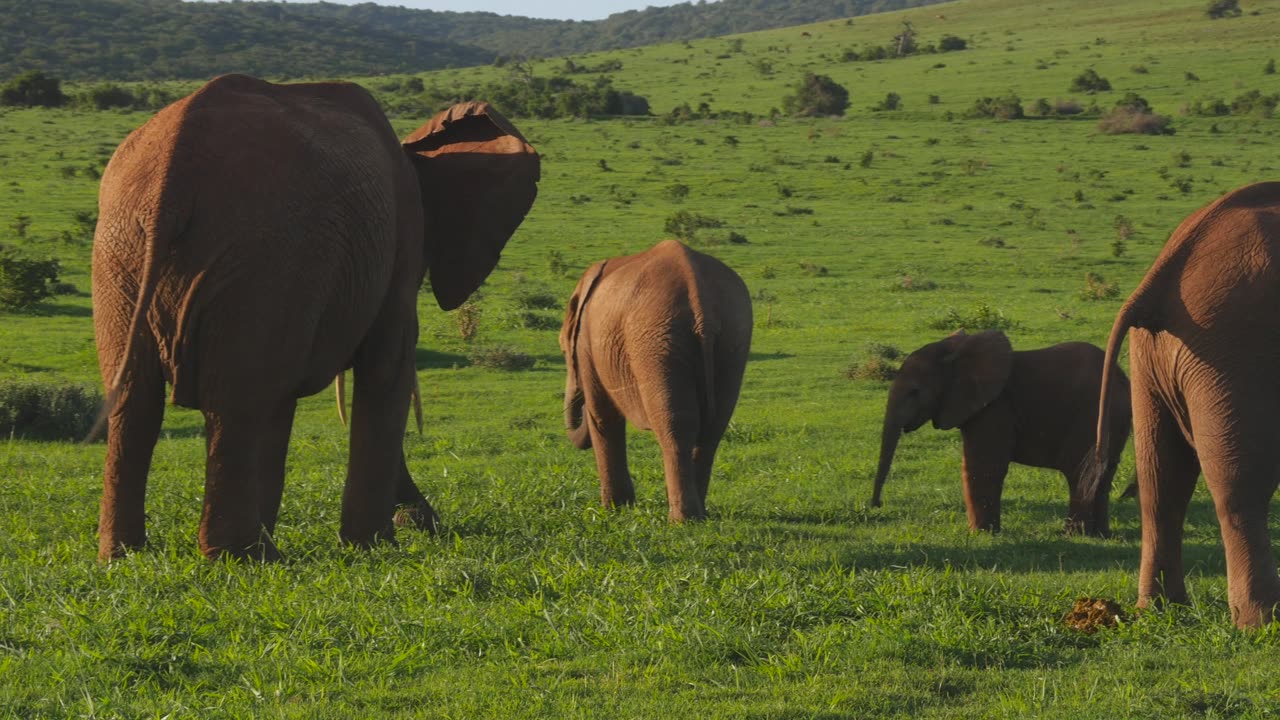 Elephant With Kids