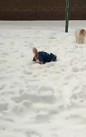 Human must have overdressed this little guy 😊