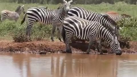 Animal drinks water in all one time