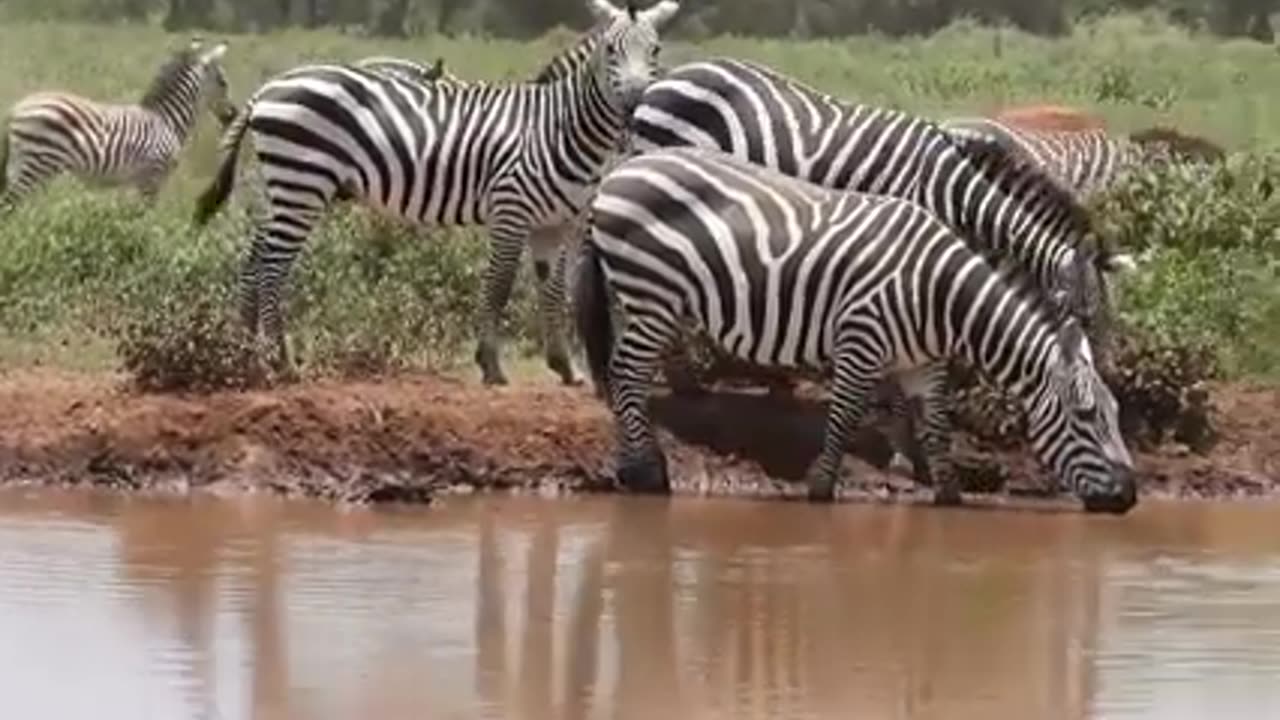 Animal drinks water in all one time