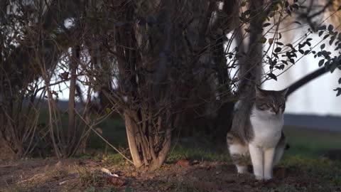 Very cute cat