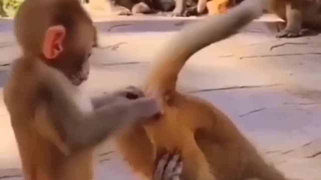 Monkey playing with his friends 🐵🐵🐒🐒🐒🦧🦧funny moment