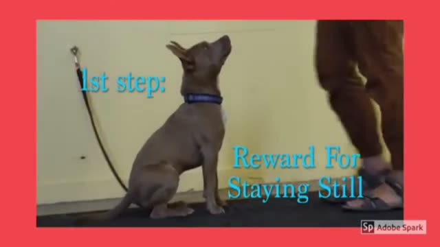 How to train your dog simple command 🐶