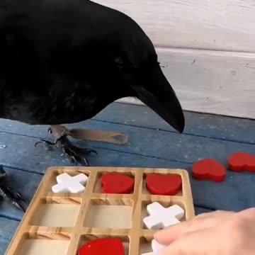 So smart them crows are 😍😍😊👍