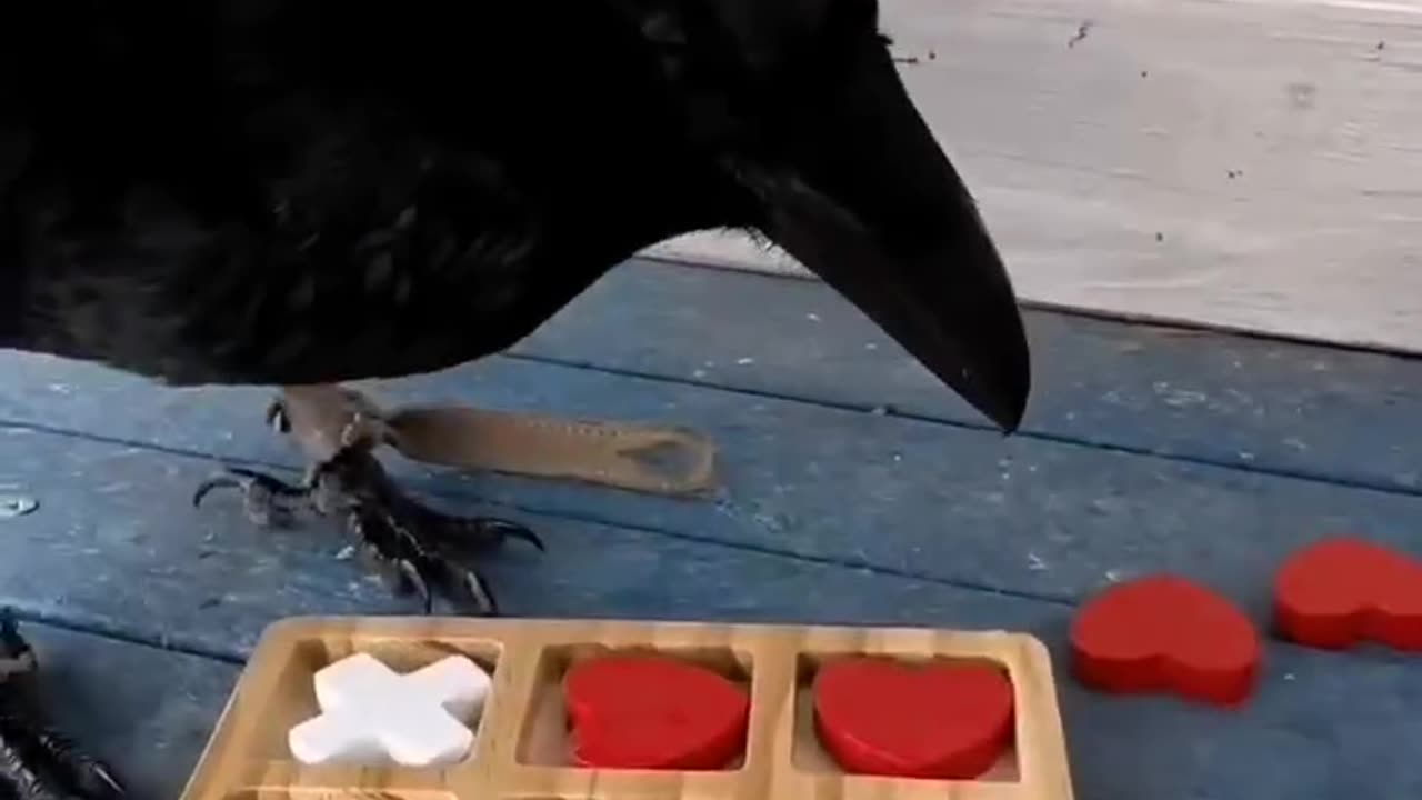 So smart them crows are 😍😍😊👍