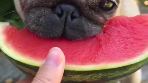 watermelon v/s doggy