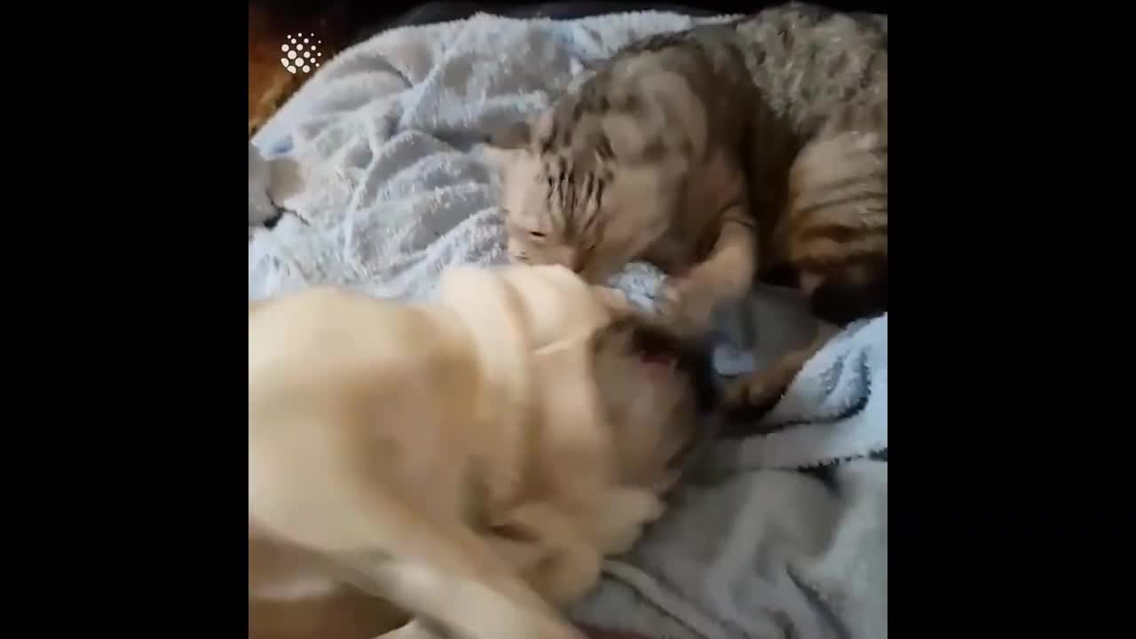 best dog vs cat fight compilation