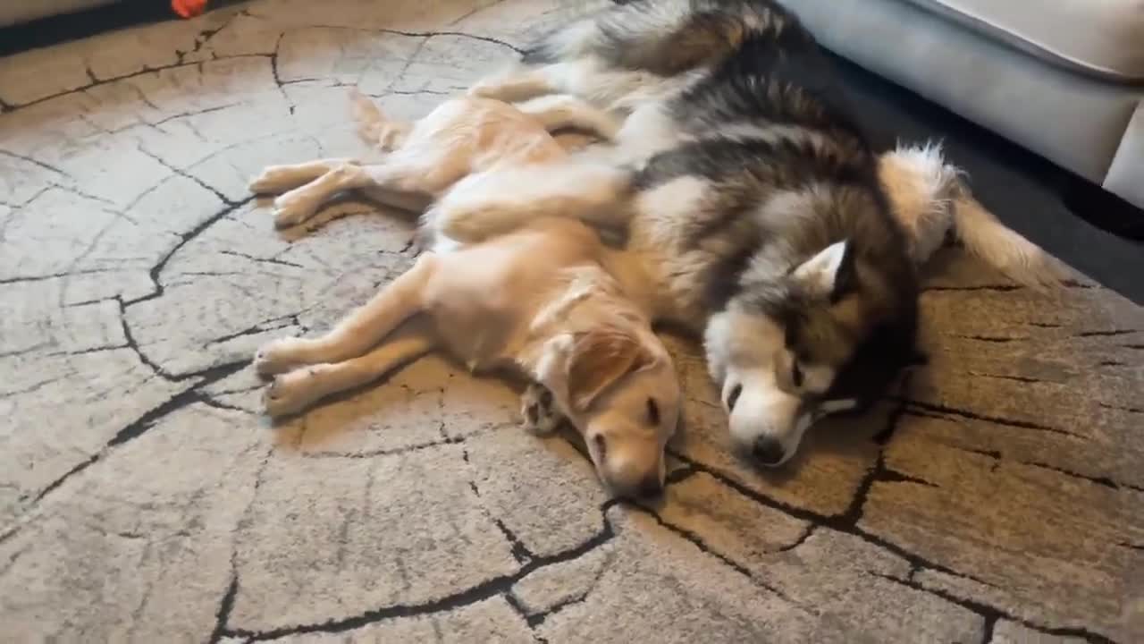 Husky And Golden Retriever Puppy Sleep In The Cutest Way Ever! THEY HUG!!