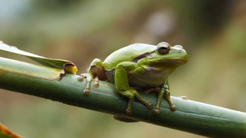 ANIMALS SOUNDS - frog and bird - ANIMALS MOMENT