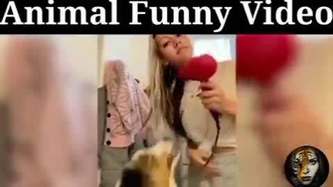Horse are dancing