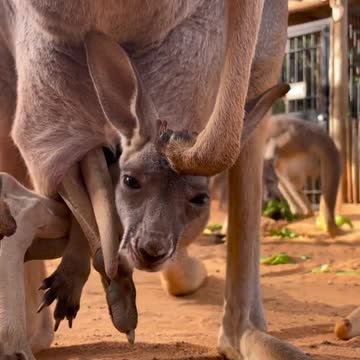 This Funny Kangaroo Video Will Make You Laugh Out Loud!