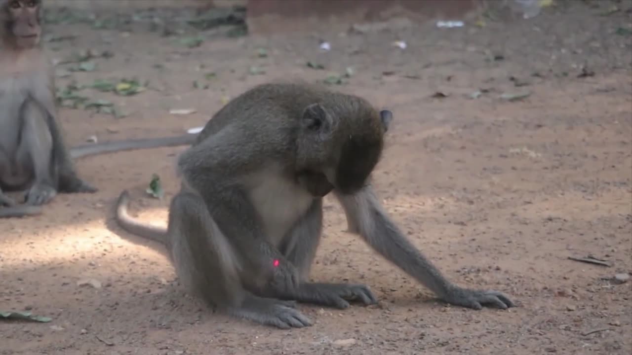 Bananas for Laughs: The Funniest Monkey Videos Ever"