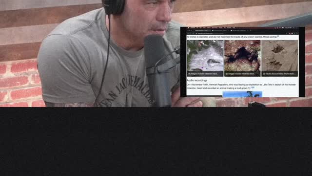 Joe Rogan Experience Clips