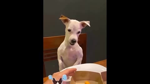 Funny animals video.