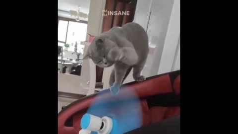 Funny cat