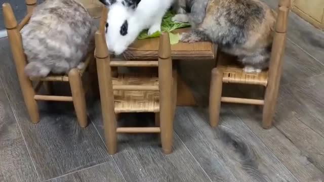 Three Bunnies eating together on their dining table