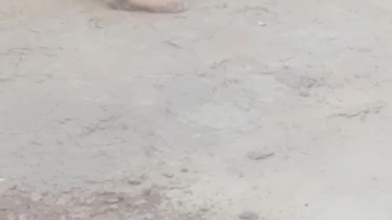Doggy irritating lazy cock