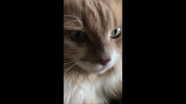 Adorable cat loves to be stroked