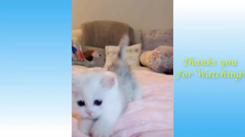 Cute Cat - funny video