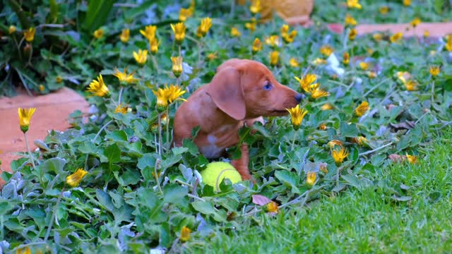 PUPPY IN THE GARDEN