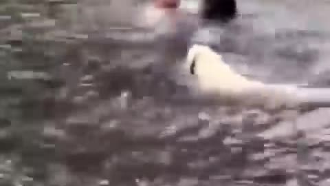 Smart Dog viral Video#short