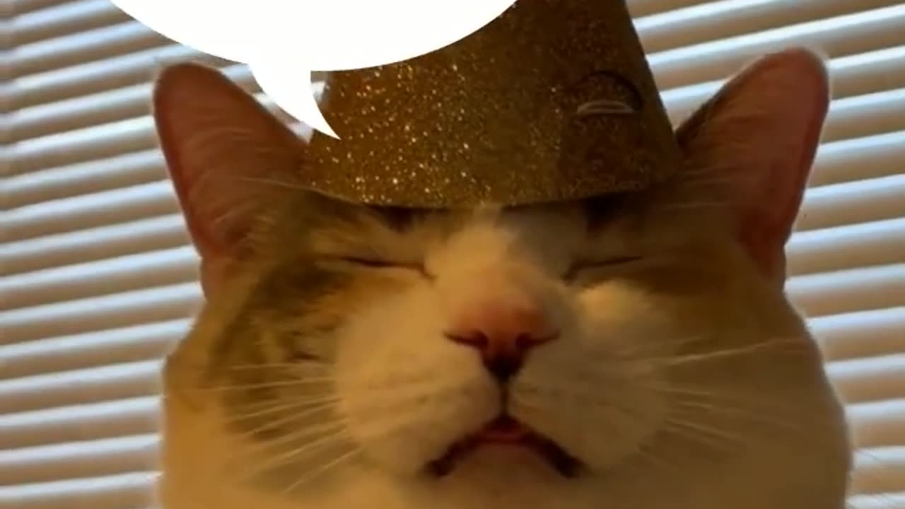 Funny cat video.