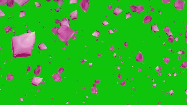 blue green black chromakey petals falling dynamic video