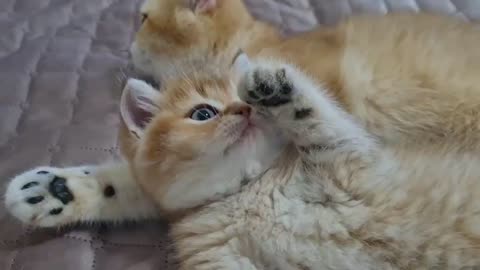 Listen this video cat baby's 😺😺 series 🤩🤩😁 another video...